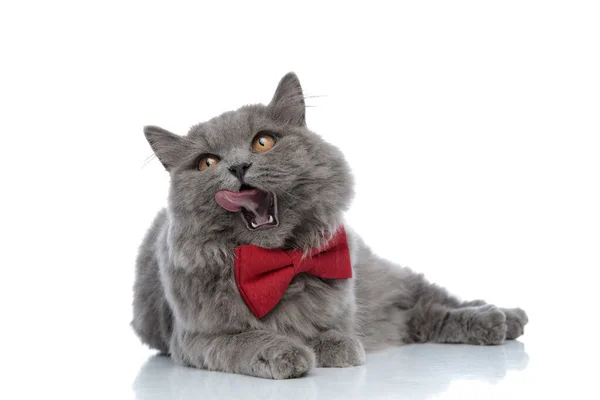 British longhair cat lying down and licking nose hungry — Stock Photo, Image