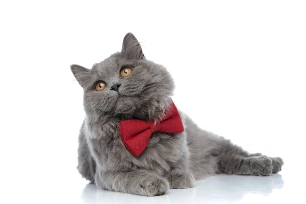 British longhair gatto sdraiato guardando lontano con occhi lucidi — Foto Stock