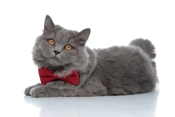 Бритська довга кішка з червоною краваткою виглядає нудною. — стокове фото