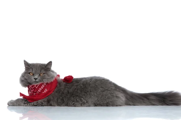 Britânico longhair gato com vermelho bandana deitado preguiçoso — Fotografia de Stock