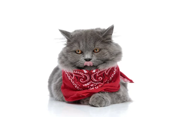 Britânico longhair gato com bandana deitado e lambendo nariz — Fotografia de Stock