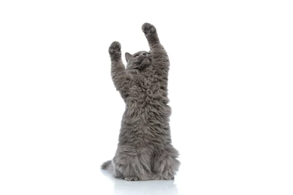 Británico longhair gato de pie y jugando con ambos patas hasta —  Fotos de Stock