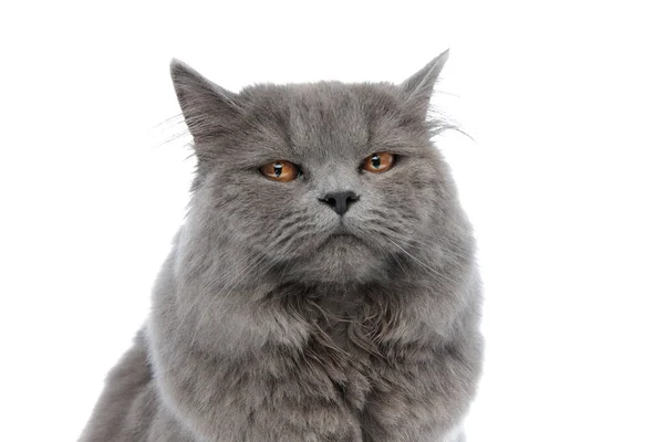 Британский длинноволосый кот сидит и смотрит в камеру сонный — стоковое фото