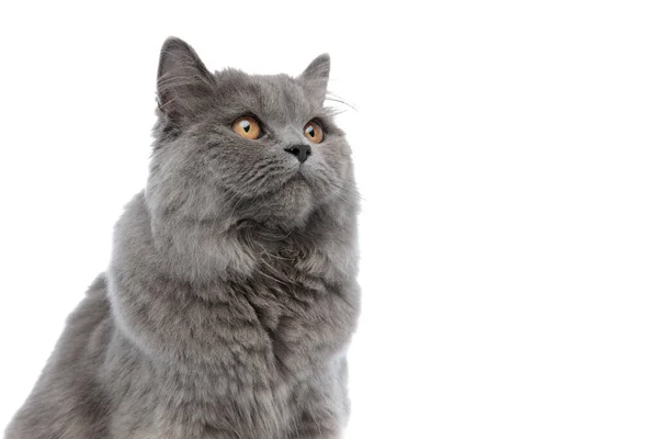 Brittiska longhair katt sitter och tittar upp nyfiken — Stockfoto