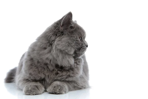 Brytyjski długowłosy kot leżący i patrząc na bok ciekawy — Zdjęcie stockowe