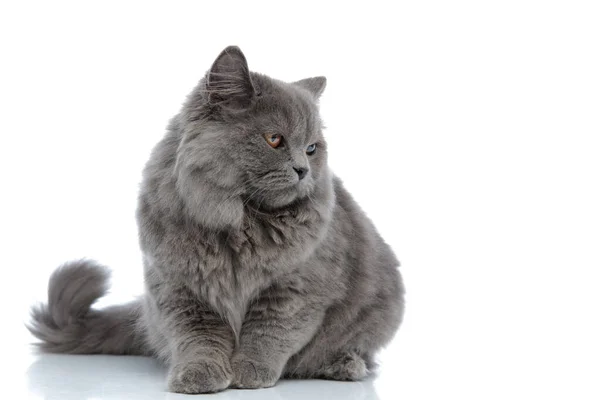 Brytyjski długowłosy kot leżący i patrząc na smutny — Zdjęcie stockowe