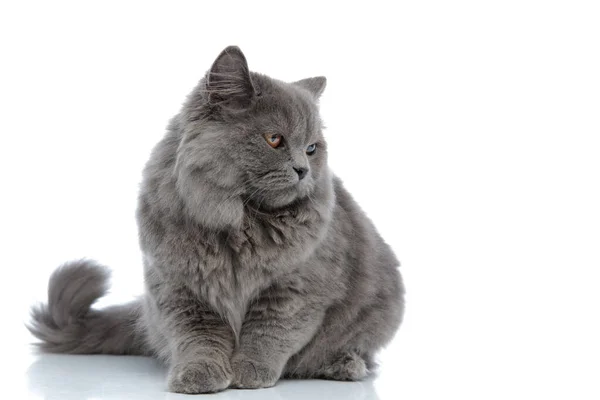 Britânico longhair gato deitado e olhando para o lado triste — Fotografia de Stock