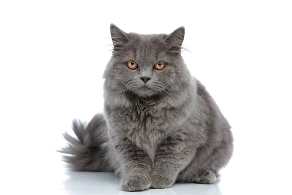 İngiliz uzun saçlı kedisi uzanıp kameraya kızgın kızgın bakıyor. — Stok fotoğraf