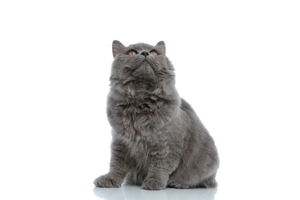 Britský dlouhosrstý kočka sedí a dívá se nahoru zvědavý — Stock fotografie