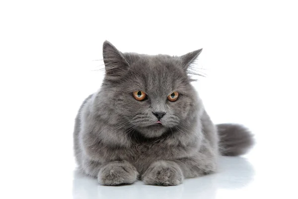 Britský dlouhosrstý kočka ležící a dívající se pryč rozzlobený — Stock fotografie