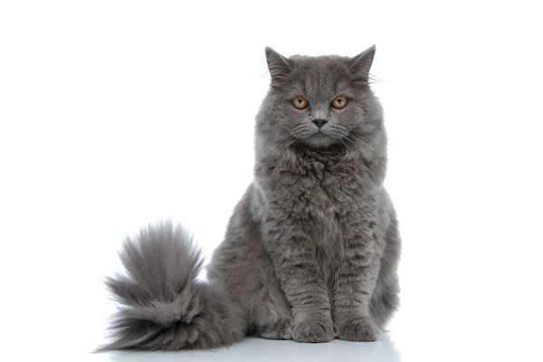 Brit longhair macska ül és bámul kamerába nyugodt — Stock Fotó