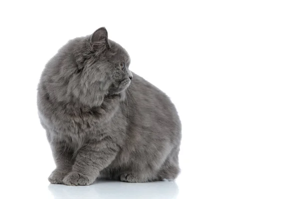 Britânico longhair gato sentado e olhando para o lado distraído — Fotografia de Stock