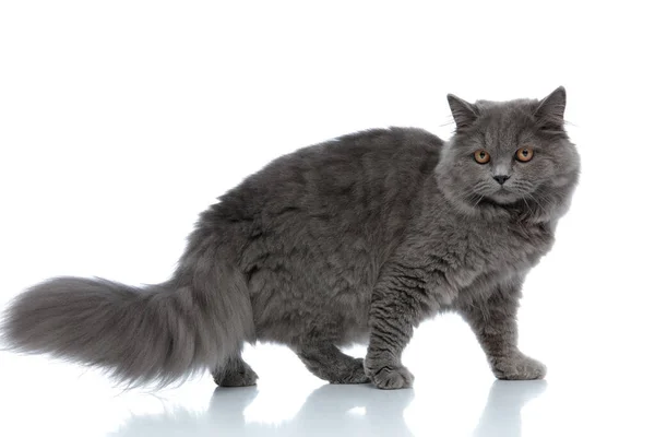 Britânico longhair gato de pé e olhando para longe pensativo — Fotografia de Stock