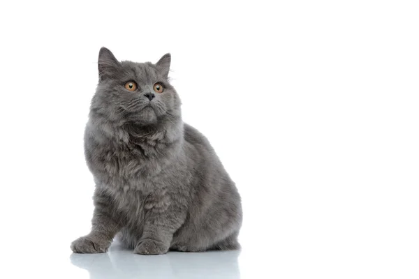 Brit longhair macska ül és keres el töprengő — Stock Fotó