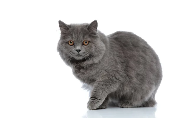 British longhair cat sitting and staring at camera curious Stock Photo