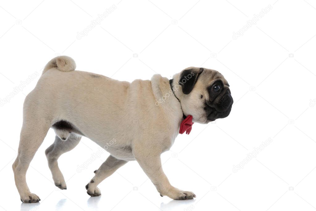 Curious pug walking and wearing a red bowtie