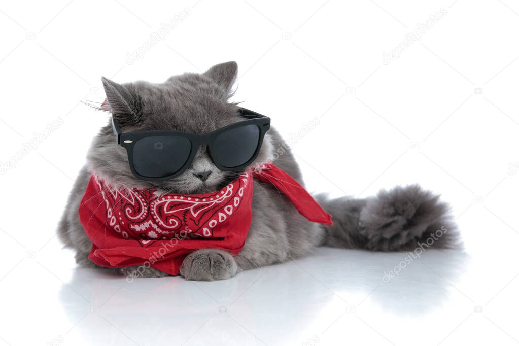 british longhair cat lying down and hiding eyes under sunglasses