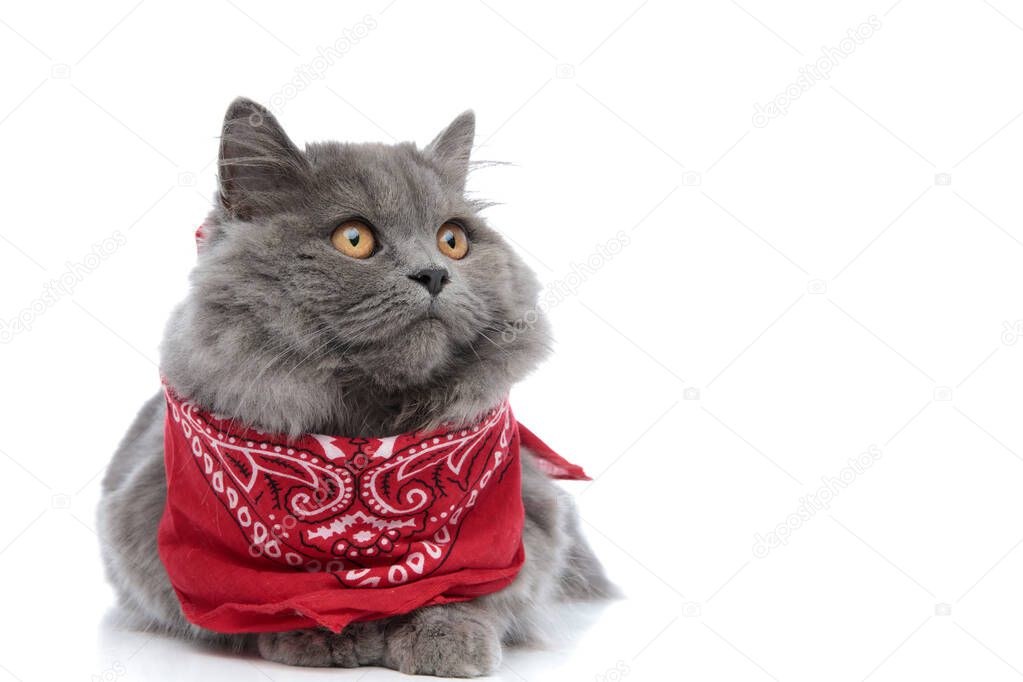 british longhair cat with bandana lying down and looking away