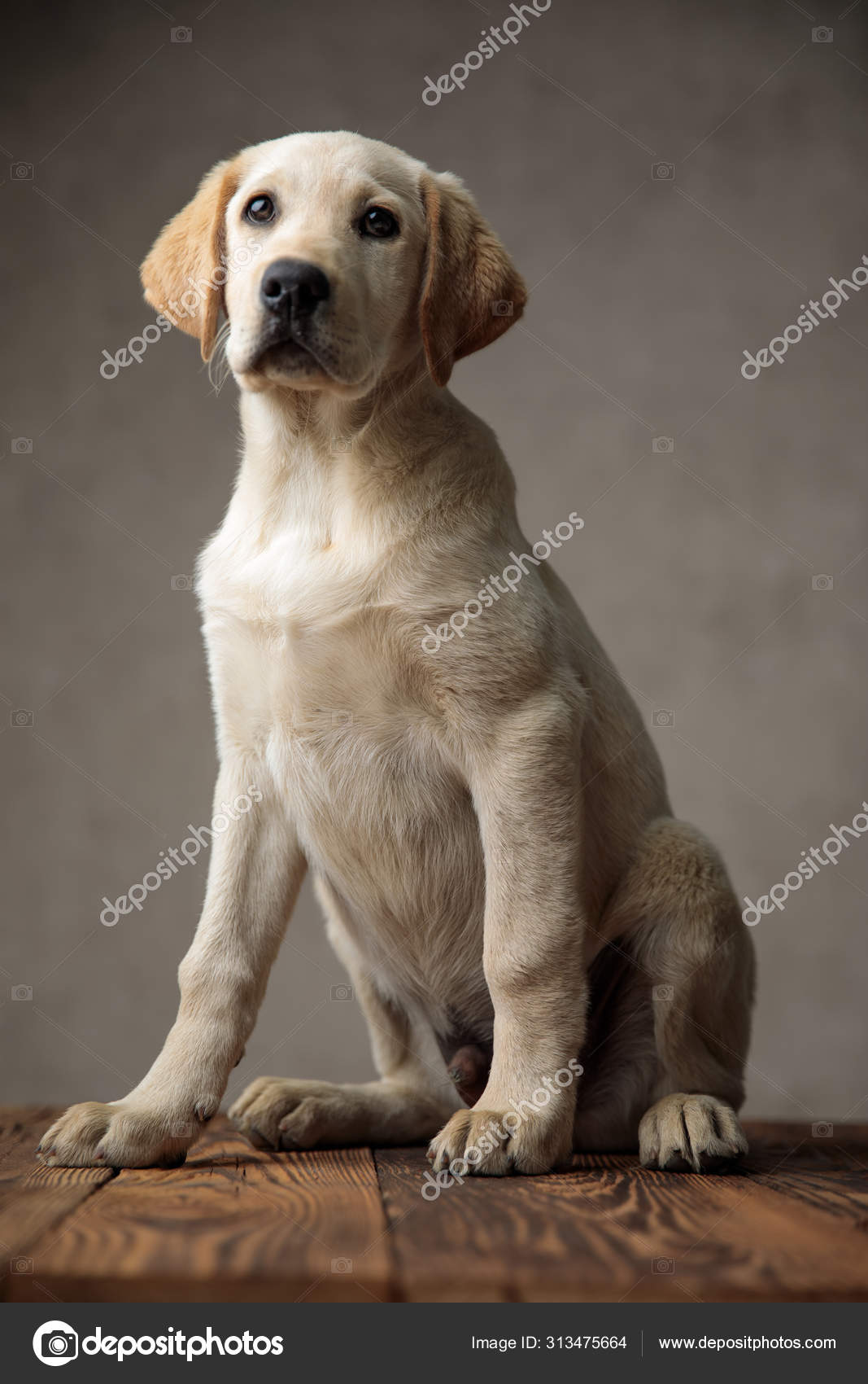 Adorable labrador retriever sitting on wooden box in studio