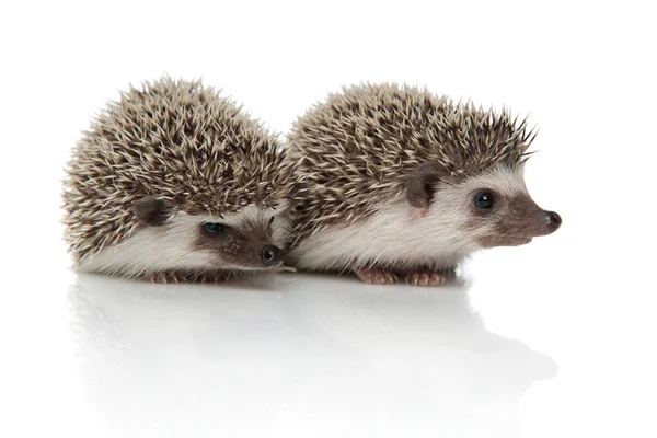 Couple of two hedgehogs standing side by side — Stock Photo, Image