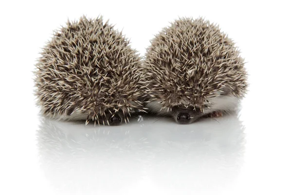 Couple of two hedgehogs sniffing and searching around — Stock Photo, Image