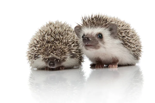 Couple of two african hedgehogs standing side by side — Stock Photo, Image