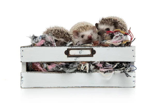 Tres erizos adorables de pie en una caja con lana — Foto de Stock