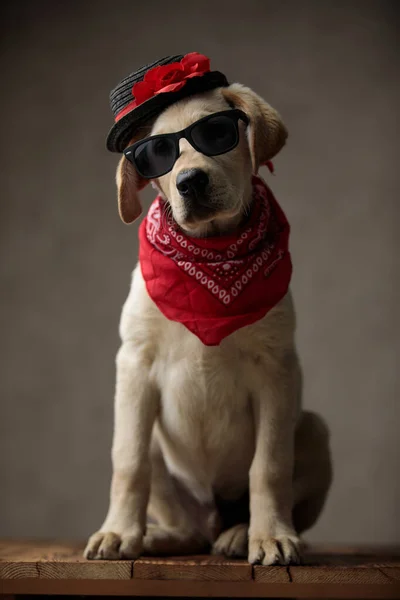 Bonito labrador retriever vestindo chapéu, óculos de sol e bandana — Fotografia de Stock