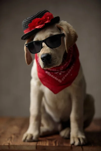 Lindo labrador retriever usando sombrero, gafas de sol y bandana — Foto de Stock