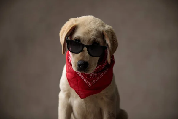 Lindo labrador retriever usando gafas de sol y bandana roja —  Fotos de Stock