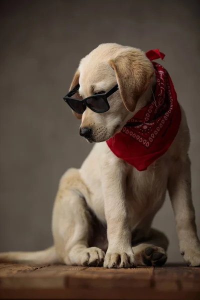 Bonito labrador retriever olhando para baixo e vestindo óculos de sol — Fotografia de Stock