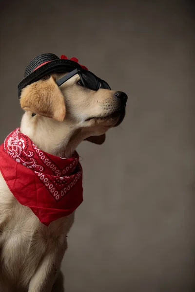 Schattig labrador retriever op zoek naar kant op beige achtergrond — Stockfoto