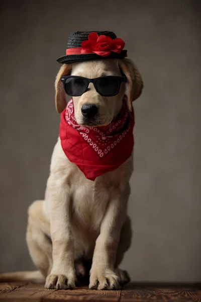 Sevimli labrador retriever şapka, güneş gözlüğü ve bandana takıyor. — Stok fotoğraf