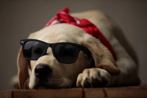 Adorable labrador retriever usando gafas de sol y bandana roja — Foto de Stock