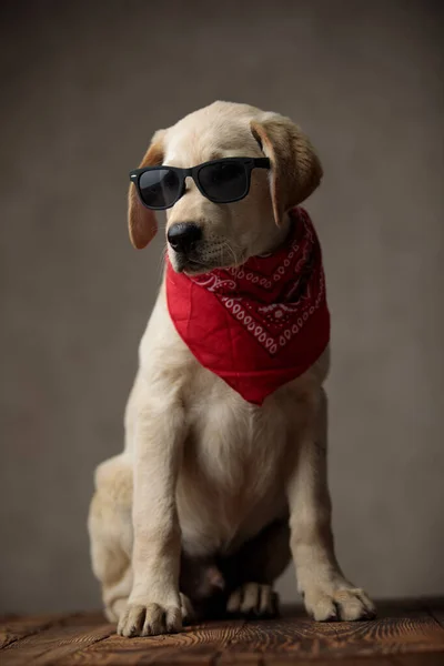 Bonito labrador retriever vestindo óculos de sol e bandana vermelha — Fotografia de Stock