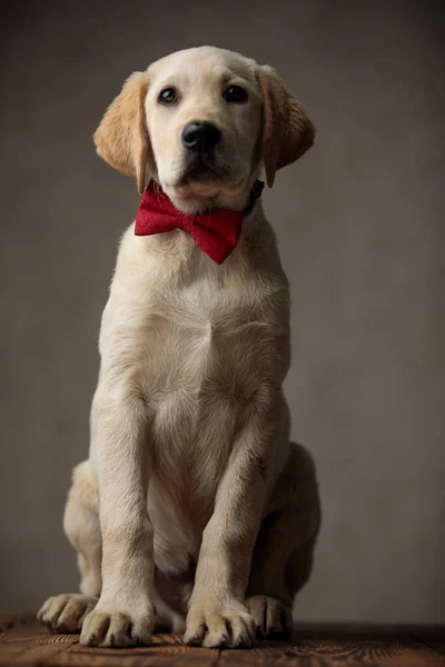 Lindo labrador retriever vistiendo bowtie rojo en estudio —  Fotos de Stock