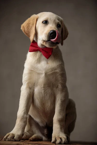 Cute labrador retriever wearing bowtie and licking nose — Stock Photo, Image