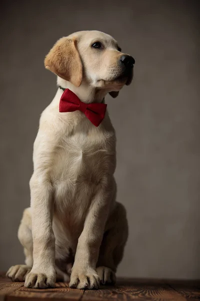Cute labrador retriever wearing red bowtie and looking to side — Stock Photo, Image