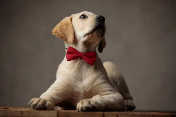 Curieux labrador retriever levant les yeux et portant nœud papillon rouge — Photo