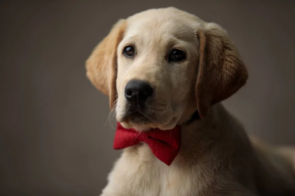 Mignon labrador retriever portant noeud papillon rouge et regardant de côté — Photo