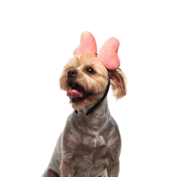 ピンクの弓をつけて舌を出すかわいいヨークシャーのテリア — ストック写真