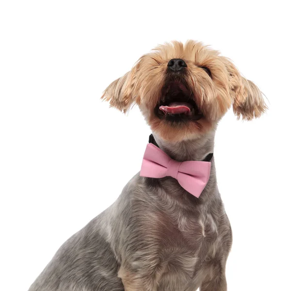 Söt Yorkshire terrier tittar upp och bär rosa fluga — Stockfoto