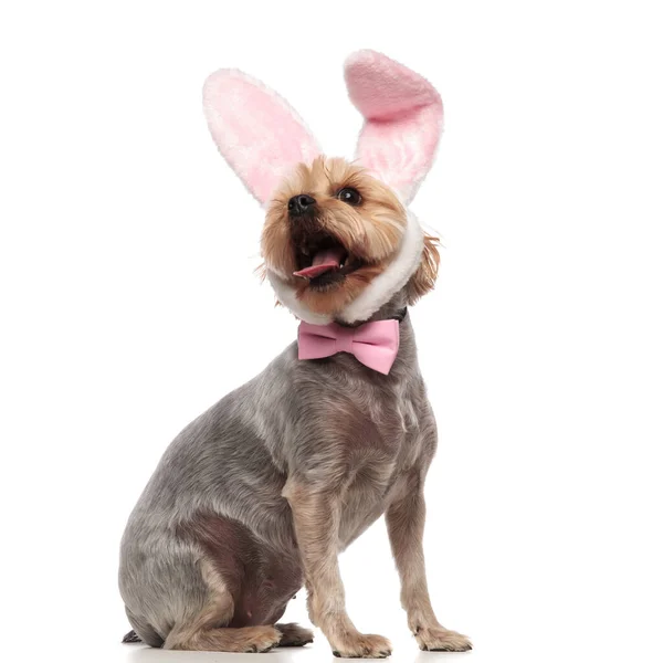 Excited yorkshire terrier wearing pink bow and rabbit ears — Stock Photo, Image