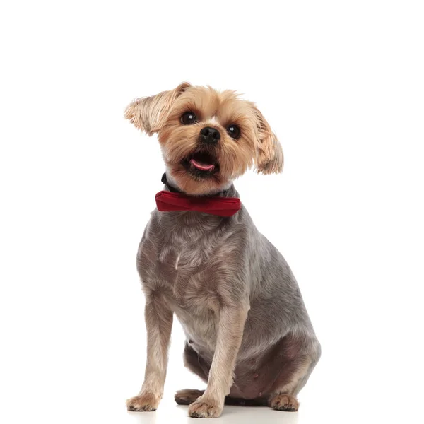 Bedårande Yorkshire terrier tittar upp och bär fluga — Stockfoto