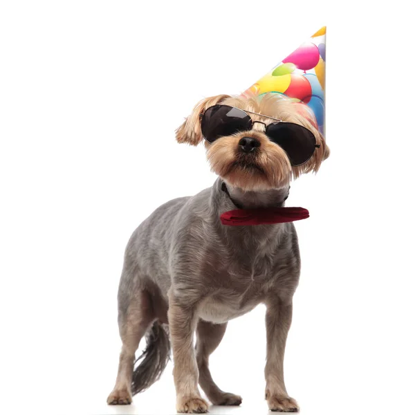 Vicces yorkshire terrier visel születésnapi kalap, napszemüveg és íj — Stock Fotó