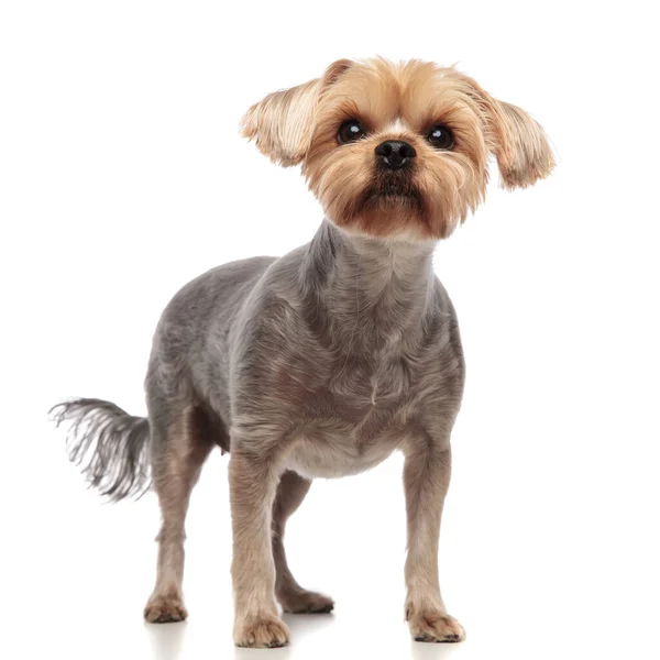 Słodkie yorkshire terrier patrząc w górę i stojąc na białym tle — Zdjęcie stockowe