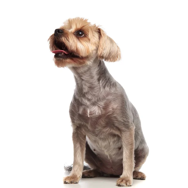 Cute Yorkshire Terrier dysząc i wystaje języka — Zdjęcie stockowe