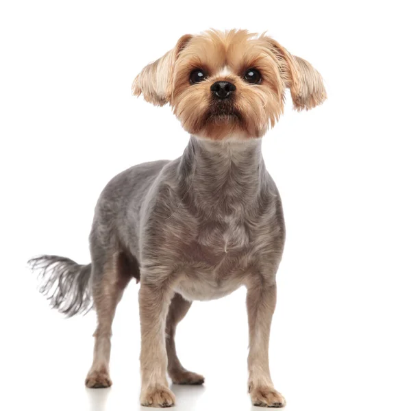 Söt yorkshire terrier tittar upp på vit bakgrund — Stockfoto