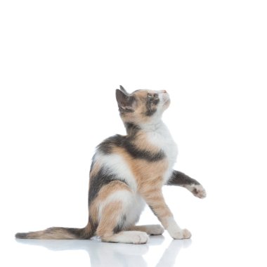 Meraklı bir kedinin yukarı bakıp beklemesinin yan görüntüsü 