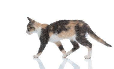 Meraklı bir evcil kedinin arayışının yan görüntüsü 